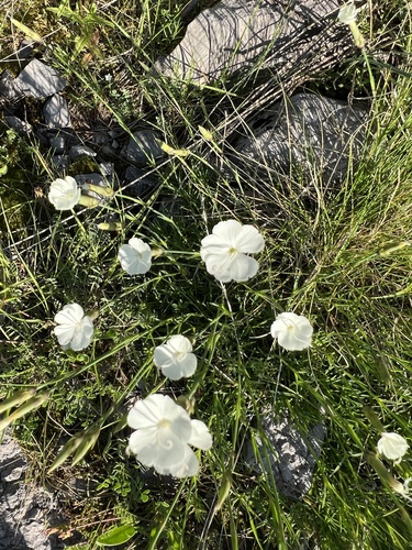 Dianthus integer, photograph 3