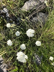 Dianthus integer, photograph Mirko Ubović, CC0, iNaturalist via GBIF