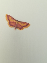 Idaea muricata