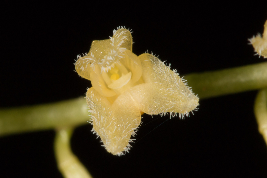Niphantha