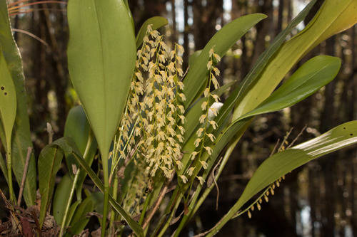 Stelis gelida