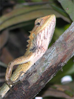 Calotes versicolor