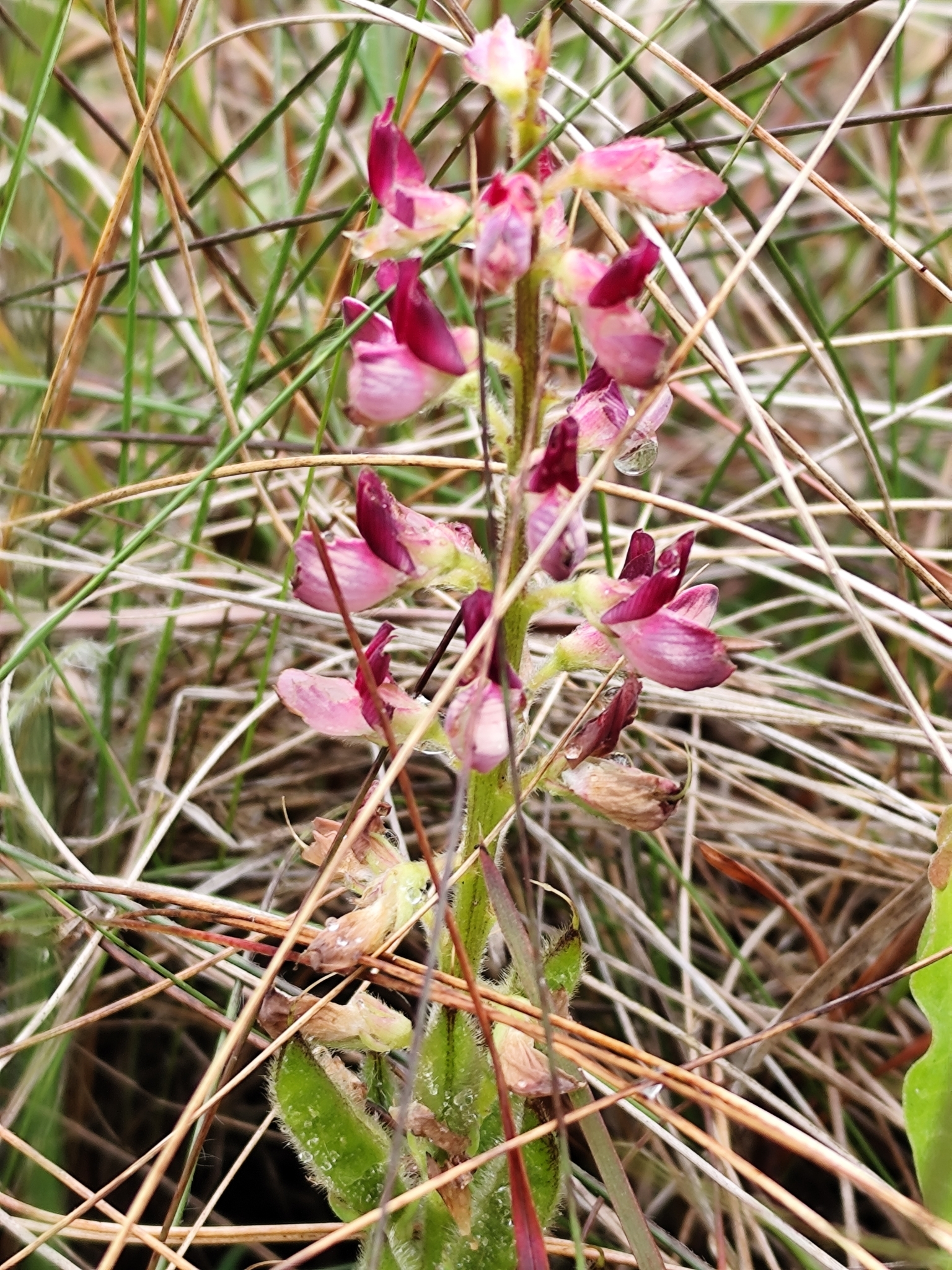 Altramuz