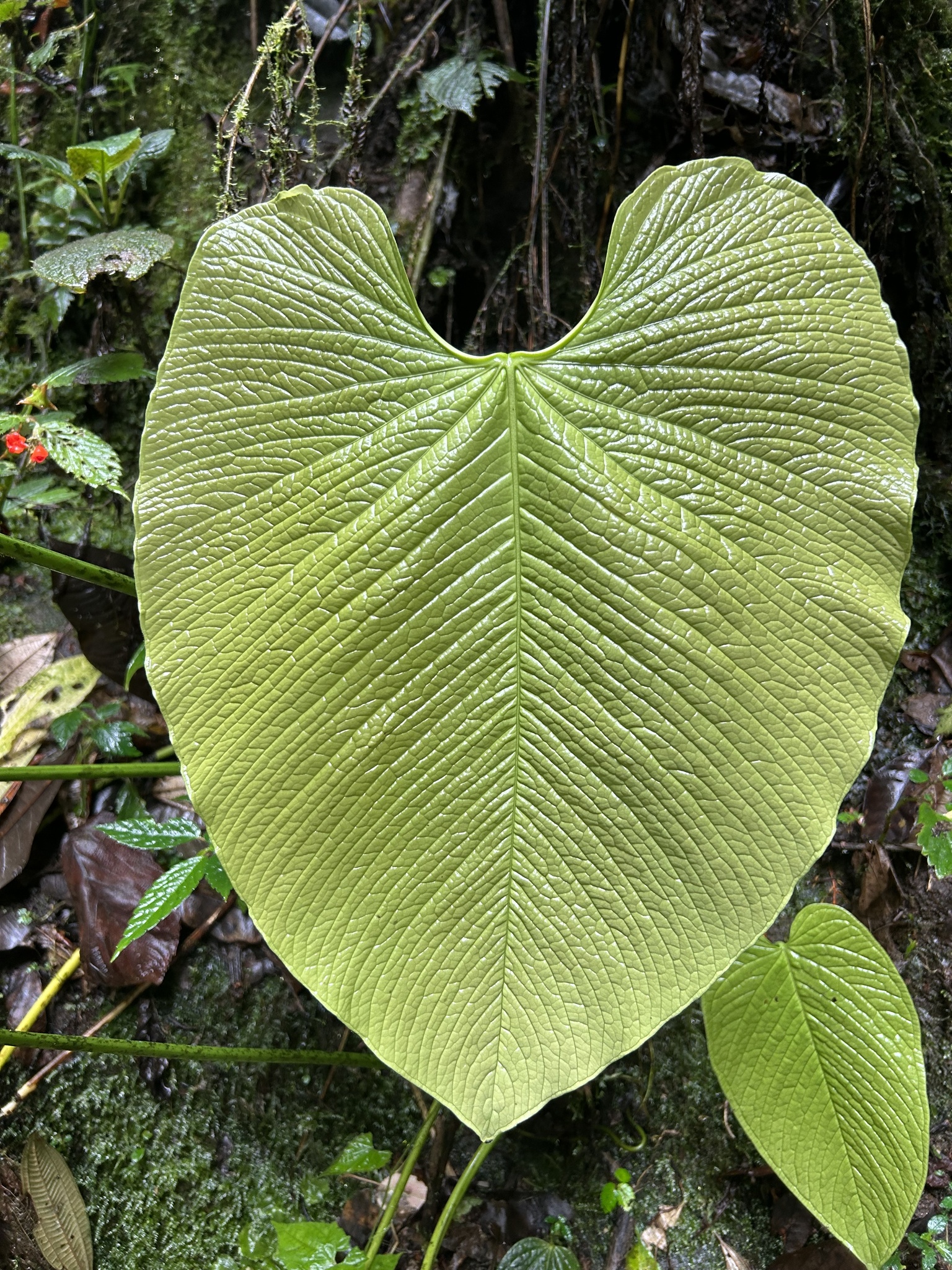 Anthurium rugulosum  iNaturalist