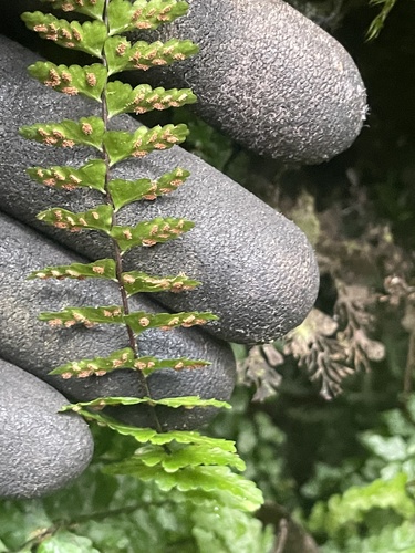 Asplenium macraei observed 2024-12-18
