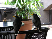 Acridotheres javanicus