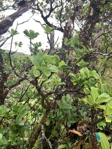 Psychotria mariniana observed 2024-08-13