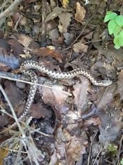 Vipera ammodytes