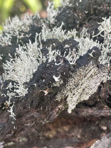 Siphula subulata observed 2024-12-17