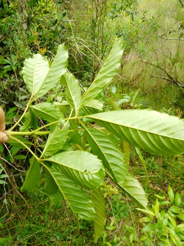 Image of Vitex megapotamica by no rights reserved