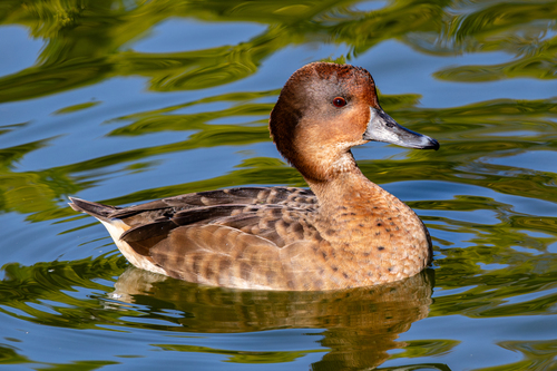 Marbled Duck
