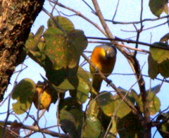 Malaconotus blanchoti