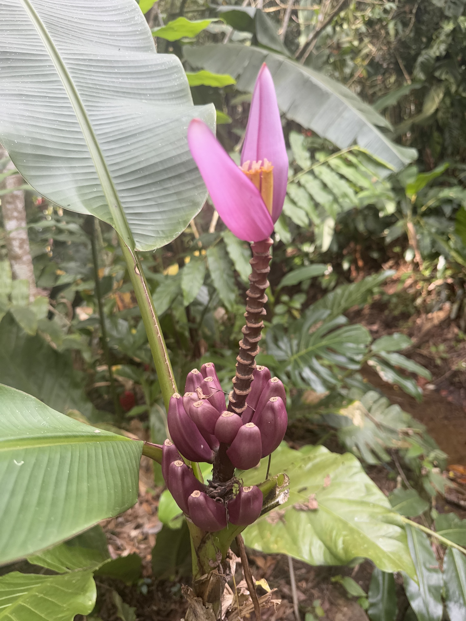 Imagem de Bananeira de jardim