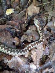 Vipera ammodytes