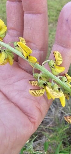 Foto de Rattlepod