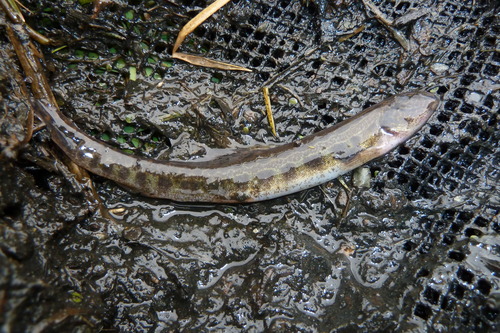 Spined Loach, Muiden, Nederland, photo 6 of 10