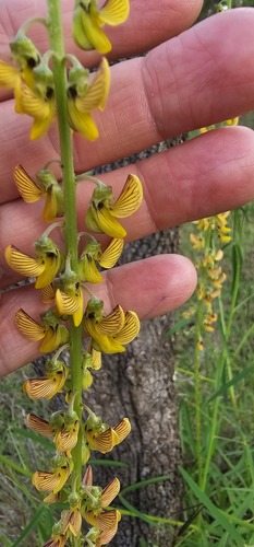 Foto de Rattlepod