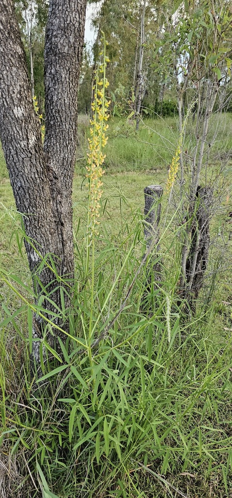 Foto de Rattlepod