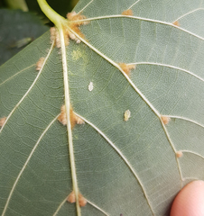 Eriophyes exilis