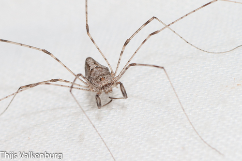 Dicranopalpus caudatus Dresco, 1948