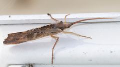 Nemotaulius hostilis