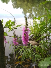 Lythrum salicaria
