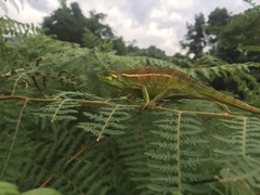 Trioceros