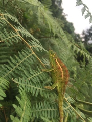 Trioceros