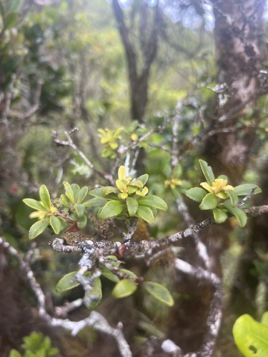 Myrsine punctata observed 2024-09-11