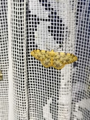 Idaea contiguaria