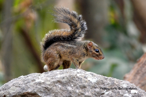 Thomas's Rope Squirrel (Funisciurus anerythrus) — Least Concern Mammalia