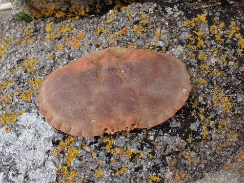 Crab