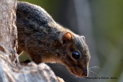 Thomas's Rope Squirrel photo 2