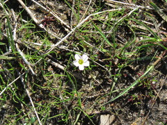 Oxalis pusilla