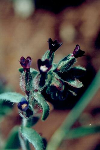 Anchusa undulata (Anchusa undulata)