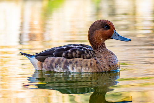 Ferruginous × Marbled Duck photographed in Spain