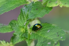 Chrysolina fastuosa
