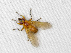 Prodalmannia variabilis