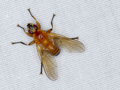 Prodalmannia variabilis