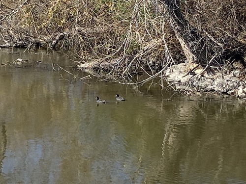 iNaturalist observation photo of American Coot