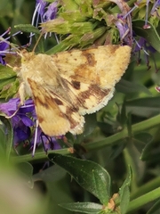 Heliothis