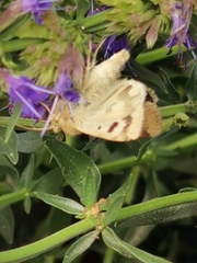 Heliothis