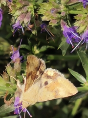 Heliothis
