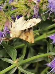Heliothis