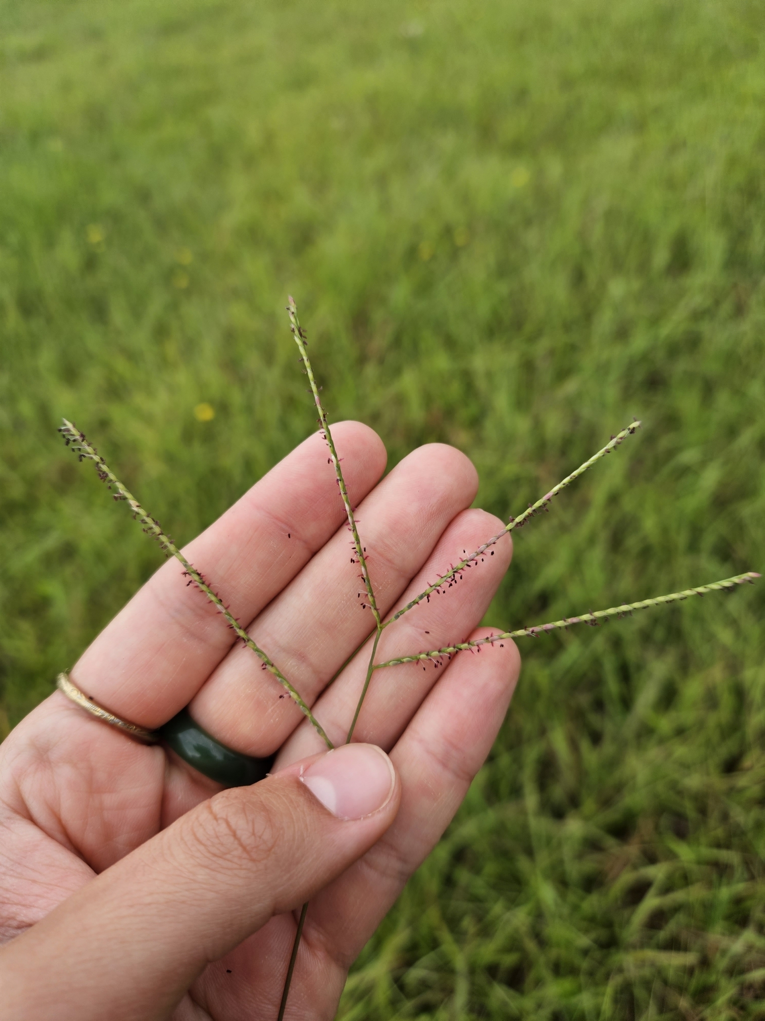 Imagem de Grama-batatais