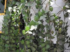 Ceropegia linearis linearis