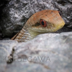 Elaphe quadrivirgata