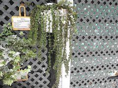 Ceropegia linearis linearis