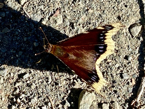 iNaturalist observation photo of Mourning Cloak