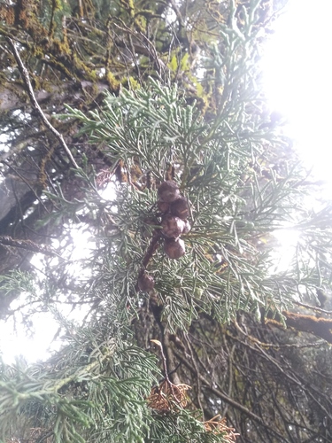 Foto de Cipreste português